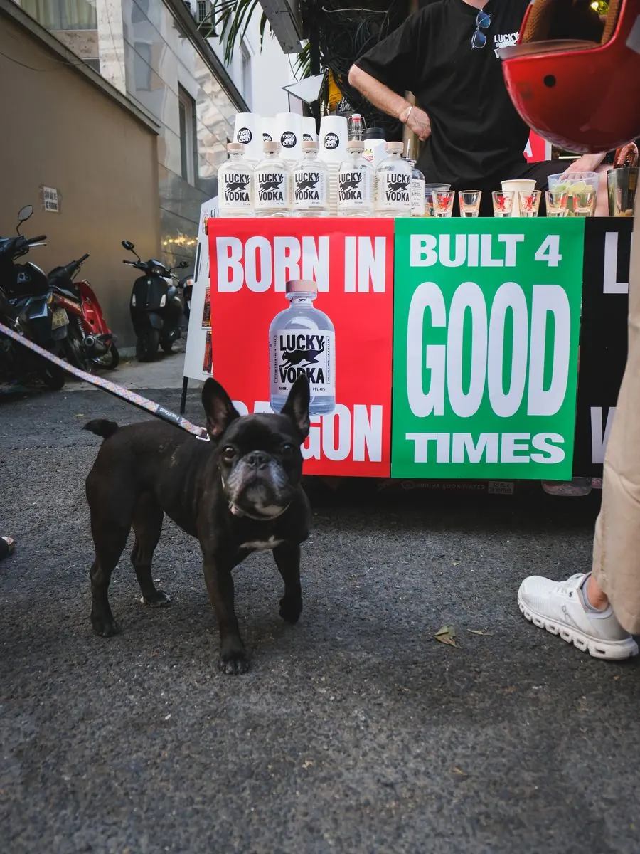 A French bulldog in front of the Lucky Vodka street stall